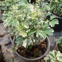 ราคา เล็บครุฑใบด่าง กระถาง 6นิ้ว (4432679333)