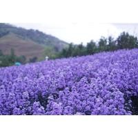 ราคา ต้นพันธุ์ บลูซัลเวีย ถุงดำพร้อมปลูก 29 บาท Blue Salvia ลาเวนเดอร์ (26424808447)