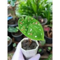 ราคา #สาวน้อยปะแป้ง [พร้อมส่ง] พร้อมกระถาง (12551752720)