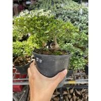 ราคา หูกระจงแคระ กระถาง 5” ไม้ทำบอนไซ (12863698298)