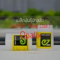 ราคา เมล็ดพันธุ์ผักสลัด เรดโอ๊ค Opalix ชนิดเคลือบ กระป๋อง 1,000 เมล็ด (9883412029)