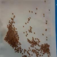 ราคา เมล็ดพันธุ์ฟ้าทะลายโจร (3433237299)