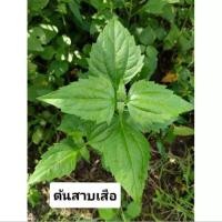 ราคา ต้นสาบเสือ สมุนไพรสาบเสือต้นละ 2 บาท (29850043858)
