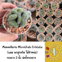 ราคา นกฮูกคริส Mammillaria Microthele Cristata (22200424723)