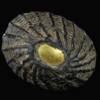 ราคา เบี้ยแก้ทอง หลวงปู่บุญ วัดกลางบางแก้ว (1840073729)