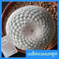 ราคา เมล็ดกระบองเพชร เมล็ดแมมนกฮูก เมล็ดแคคตัส Mammillaria microthele (6518238497)