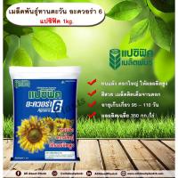 ราคา เมล็ดพันธุ์ทานตะวัน อะควอร่า 6 แปซิฟิค 1kg. เมล็ดพันธุ์ทานตะวันลูกผสม ดอกทานตะวัน เมล็ดทานตะวัน เมล็ดพันธุ์แปซิฟิค (2810325430)