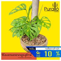 ราคา ฟิโลเดนดรอน พลูฉลุยักษ์ philodendron monstera accuminata #Variegated #accuminata #philodendron (11624685368)