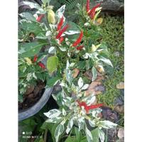 ราคา พริกด่างผักสวนครัวด่างรับประทานได้ซื้อ 1 แถม 1 (18349624884)