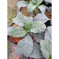 ราคา ต้นพันธุ์ เคลไดโน เคลไดโนเสาร์ ถุงดำ 29 บาท พร้อมปลูก Lacinato Kale ราชินีของผักใบเขียว dino kale (28784231451)