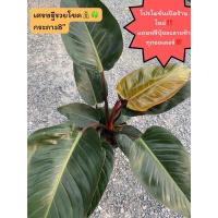 ราคา เศรษฐีรวยโชค ต้นใหญ่ ใบสวย ไม้มงคล เสริมโชคลาภ เงินทอง (18962848768)