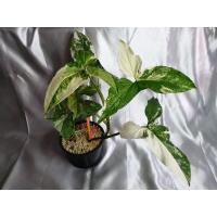 ราคา ต้นเงินไหลมาด่างขาว. (12341120276)