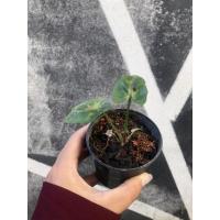 ราคา ต้นรวยทรัพย์เศรษฐีรวยทรัพย์ (18111504980)