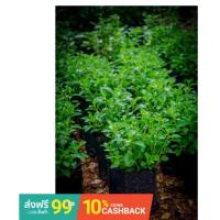 ราคา ต้นหญ้าหวาน หญ้าหวาน ต้นหญ้าหวาน organic ปลอดสารเคมี ไร้สารตกค้าง (6475976169)