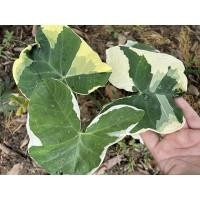 ราคา ต้นถุงเงินถุงทอง พร้อมส่ง (9656234661)