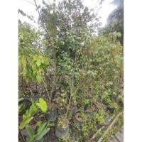 ราคา ต้นรวงผึ้ง ต้นใหญ่ พรรณไม้หอมไทยแท้ สูง 170 - 190 ซม. (26903088808)