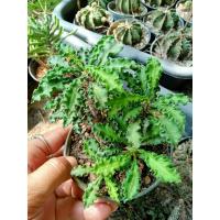 ราคา ยูโฟเบีย ไดโนเสาร์ กระถาง4นิ้ว เต็มกระถาง89 บาท (27567954805)