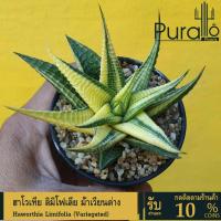 ราคา ม้าเวียนด่าง ฮาโวเทีย Haworthia limifolia variegated #cactus#succulent #Haworthia #ฮาโวเทีย (21992737474)