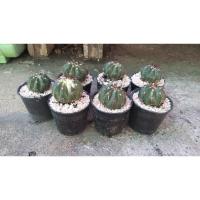 ราคา เมโลแคคตัส กระบองเพชร (8315249369)