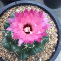 ราคา ช้าง แคคตัส กระบองเพชร (5448247734)