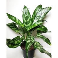 ราคา เขียวหมื่นปี (Aglaonema) ต้นไม้มงคล (18744501084)