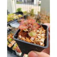 ราคา พืชกินแมลง หยาดน้ำค้าง Drosera Falconeri (6051779154)