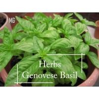ราคา เมล็ดโหระพา เจโนวีส ของอิตาลีที่กินได้-100เมล็ดปลูกที่เป็นมิตรกระถาง, เมล็ดโหระพา, ศัตรูพืช, เมล็ดโหระพาหวาน-สวนมะม่วง (53601707018)