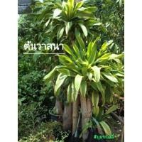 ราคา ต้นวาสนา ต้นไม้มงคล นำโชค (6254393205)