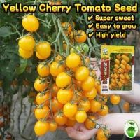 ราคา เมล็ดพันธุ์ มะเขือเทศ เชอรี่ สีเหลือง บรรจุ 300เมล็ด Gold Yellow Cherry Tomato Seed Fruit มะเขือเทศเชอรี่ เมล็ดผลไม้ (29782674266)