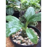 ราคา มะพร้าวทะเลทราย(ส่งพร้อมกระถาง) (11929089988)