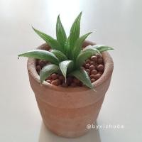 ราคา Haworthia / ฮาโวเทีย (132641277)