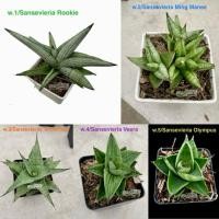 ราคา ต้นลิ้นมังกร/Sansevieria-ไม้ฟอกอากาศ (25760819127)