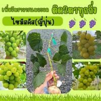 ราคา ต้นองุ่น กิ่งองุ่นติดตา2ตาในกิ่งเดียวพร้อมปลูก(พันธุ์ไซมัสคัส)สายพันธุ์ญี่ปุ่น (19171870515)