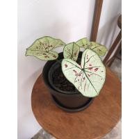 ราคา บอนสีไทยนิยมจัดส่งแบบถอดกระถางล้างราก (4856717631)