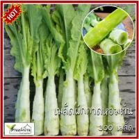 ราคา 300 เมล็ด ผักกาดหอมต้น เมล็ดผักกาดหอมต้น (Stem lettuce) (27033431601)