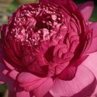 ราคา 8 เมล็ดบัว สายพันธุ์ Thammo Lotuses Flower Seeds สีแดง บัวหลวงนอก บัวสาย (21482741984)