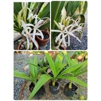 ราคา พลับพลึง​ด่างใบสวยดอกสีขาวออกดอกตลอดปี​ (11203518923)