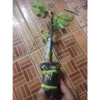 ราคา กิ่งตอนมะเดื่อฝรั่งสายพันธุ์สายพันธุ์shoguan (20010497318)