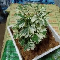 ราคา ต้นเล็บครุฑด่างแคระ จัดส่งแบบเซตพร้อมกระถาง 6 นิ้ว ทรงเหลี่ยม (7834366511)