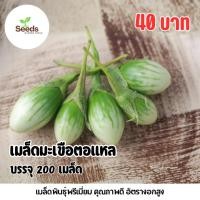 ราคา เมล็ดมะเขือตอแหล บรรจุ 200 เมล็ด (52600387487)