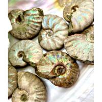 ราคา 1 Piece Natural Opal Ammonite Fossil Polished Gemstone Healing Specimen Slice healing quartz home decoration gift (22868483545)