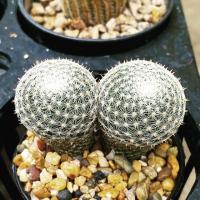 ราคา แมมนกฮูกแฝด (ต้นตามภาพ) (4326561694)