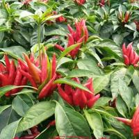 ราคา 100เมล็ด/แพ็ค เมล็ดพันธุ์ พริก พริกจินดาแดง Red Hot Chili Pepper Seeds High Yield Super Hot Chili Pepper Vegetable Seeds (26842754660)