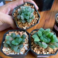 ราคา หยดน้ำ ฮาโวเทีย กระถางหกเหลี่ยม 2 นิ้ว (6337095076)