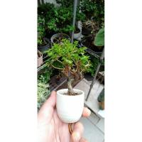 ราคา เพรมน่าไต้หวัน(บอนไซจิ๋ว) (43650435584)