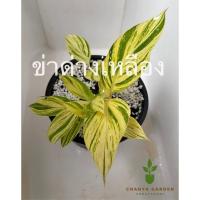 ราคา อัพเดทล่าสุด ข่าด่าง #ข่าด่างเหลือง #ข่าด่าง ฟอร์มกอ มี4-5ต้นในกระถาง (13528330390)