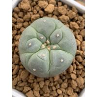 ราคา Lophophora fricii yatagai ไม้เมล็ด (13327536627)