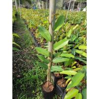 ราคา ต้นทุเรียนพันธุ์หนามดำ(โอฉี) สายพันธ์ุแท้จากเบตง (18643705535)