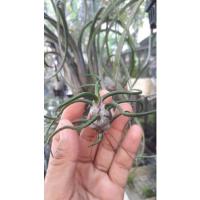 ราคา Tillandsia bulbosa ทิลแลนเซีย บัลโบซ่า สับปะรดสี สับปะรดอากาศ ไม้รากอากาศ ไม้ฟอกอากาศ (10712876902)