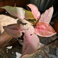 ราคา ออมชมพู ต้นออมชมพู Pink Syngonium ไม้มงคล สีหวานๆ​ ติดด่างเขียว(ได้ต้นในภาพ)​ (13421092331)